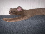 Chatons British Shorthair cinnamon et chocolat à vendre