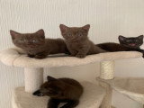 Chatons British Shorthair cinnamon et chocolat à vendre