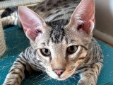 2 chatons mâles Savannah F5 disponibles