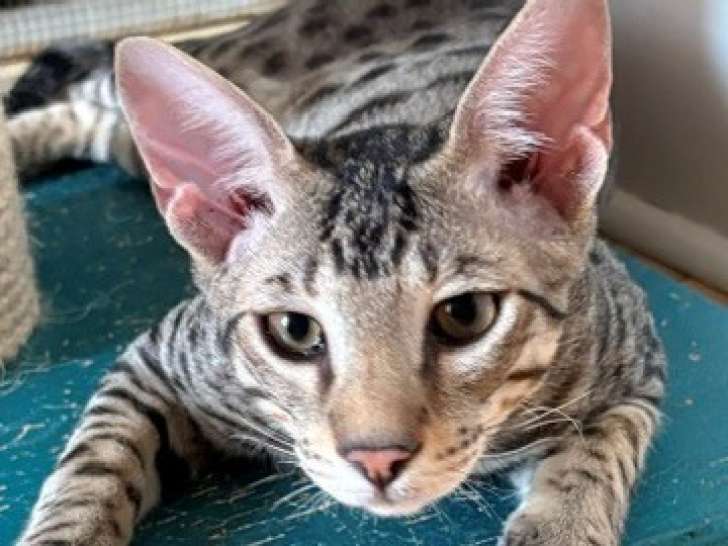 2 chatons mâles Savannah F5 disponibles