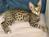 2 chatons mâles Savannah F5 disponibles