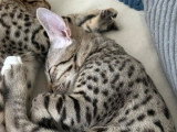 2 chatons mâles Savannah F5 disponibles