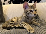 2 chatons mâles Savannah F5 disponibles