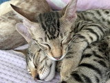 2 chatons mâles Savannah F5 disponibles