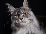 Chat Maine Coon mâle noir silver tabby LOOF disponible saillie