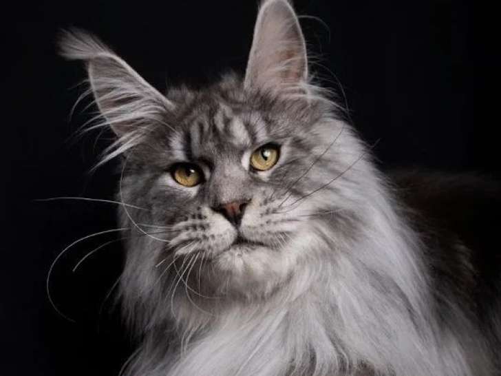 Chat Maine Coon mâle noir silver tabby LOOF disponible saillie