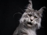 Chat Maine Coon mâle noir silver tabby LOOF disponible saillie