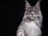 Chat Maine Coon mâle noir silver tabby LOOF disponible saillie