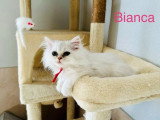 Deux chatons Persan Chinchilla non inscrits au LOOF de mars 2026 à vendre