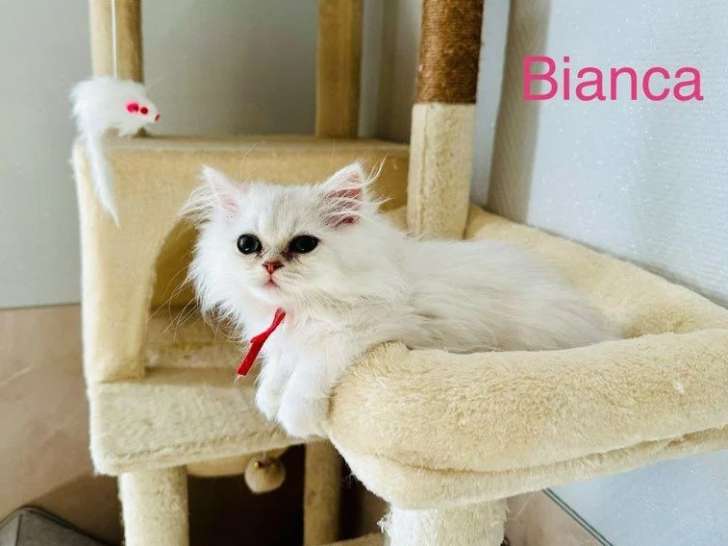 Deux chatons Persan Chinchilla non inscrits au LOOF de mars 2026 à vendre