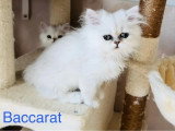 Deux chatons Persan Chinchilla non inscrits au LOOF de mars 2026 à vendre