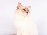 Saillie Sacré de Birmanie Lilac Point mâle inscrit au LOOF