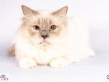 Saillie Sacré de Birmanie Lilac Point mâle inscrit au LOOF