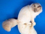 Saillie Sacré de Birmanie Lilac Point mâle inscrit au LOOF