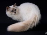 Saillie Sacré de Birmanie Lilac Point mâle inscrit au LOOF