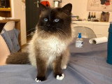Saillie Sacré de Birmanie mâle LOOF