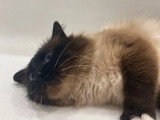 Saillie Sacré de Birmanie mâle LOOF