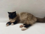 Saillie Sacré de Birmanie mâle LOOF