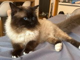 Saillie Sacré de Birmanie mâle LOOF