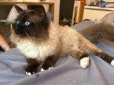 Saillie Sacré de Birmanie mâle LOOF