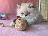 5 chatons Persan non inscrits au LOOF d'avril 2026 à vendre