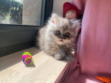 5 chatons Persan non inscrits au LOOF d'avril 2026 à vendre