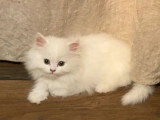 5 chatons Persan non inscrits au LOOF d'avril 2026 à vendre