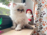 5 chatons Persan non inscrits au LOOF d'avril 2026 à vendre