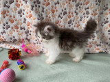 5 chatons Persan non inscrits au LOOF d'avril 2026 à vendre
