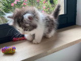 5 chatons Persan non inscrits au LOOF d'avril 2026 à vendre
