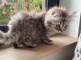 5 chatons Persan non inscrits au LOOF d'avril 2026 à vendre