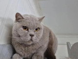 Chatte British Shorthair lilas LOOF de 4 ans à vendre