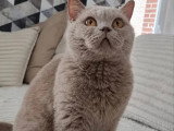 Chatte British Shorthair lilas LOOF de 4 ans à vendre