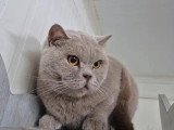 Chatte British Shorthair lilas LOOF de 4 ans à vendre