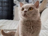 Chatte British Shorthair lilas LOOF de 4 ans à vendre