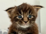 Chaton Maine Coon mâle LOOF à réserver, né en juin 2026
