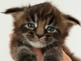 Chaton Maine Coon mâle LOOF à réserver, né en juin 2026