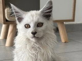 Chaton mâle Maine Coon à vendre