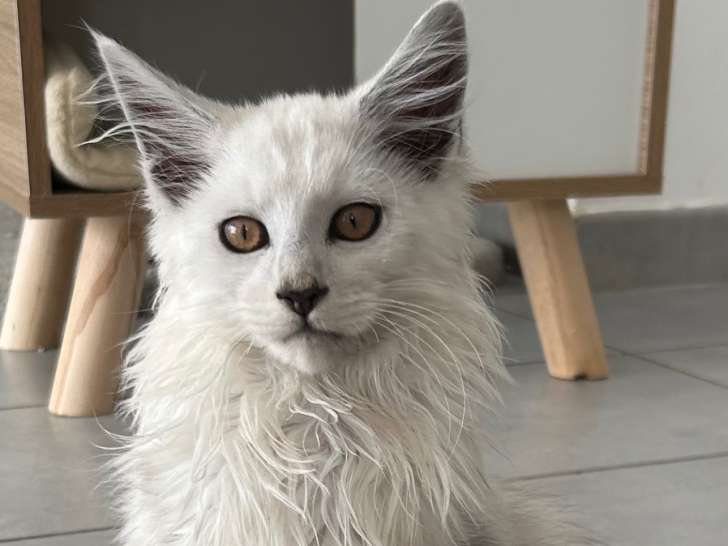 Chaton mâle Maine Coon à vendre