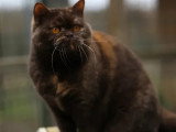 Chatte British Shorthair chocolat tortie 3 ans inscrite LOOF à vendre