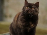 Chatte British Shorthair chocolat tortie 3 ans inscrite LOOF à vendre