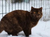 Chatte British Shorthair chocolat tortie 3 ans inscrite LOOF à vendre