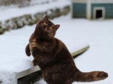 Chatte British Shorthair chocolat tortie 3 ans inscrite LOOF à vendre