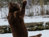 Chatte British Shorthair chocolat tortie 3 ans inscrite LOOF à vendre