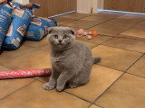 Chatonne Scottish Fold à vendre