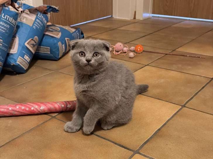 Chatonne Scottish Fold à vendre