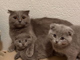 Chatonne Scottish Fold à vendre