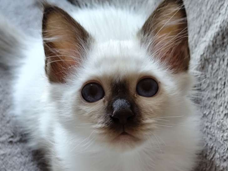 Chaton mâle Sacré de Birmanie LOOF à vendre