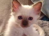 Chaton mâle Sacré de Birmanie LOOF à vendre
