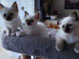 Chaton mâle Sacré de Birmanie LOOF à vendre